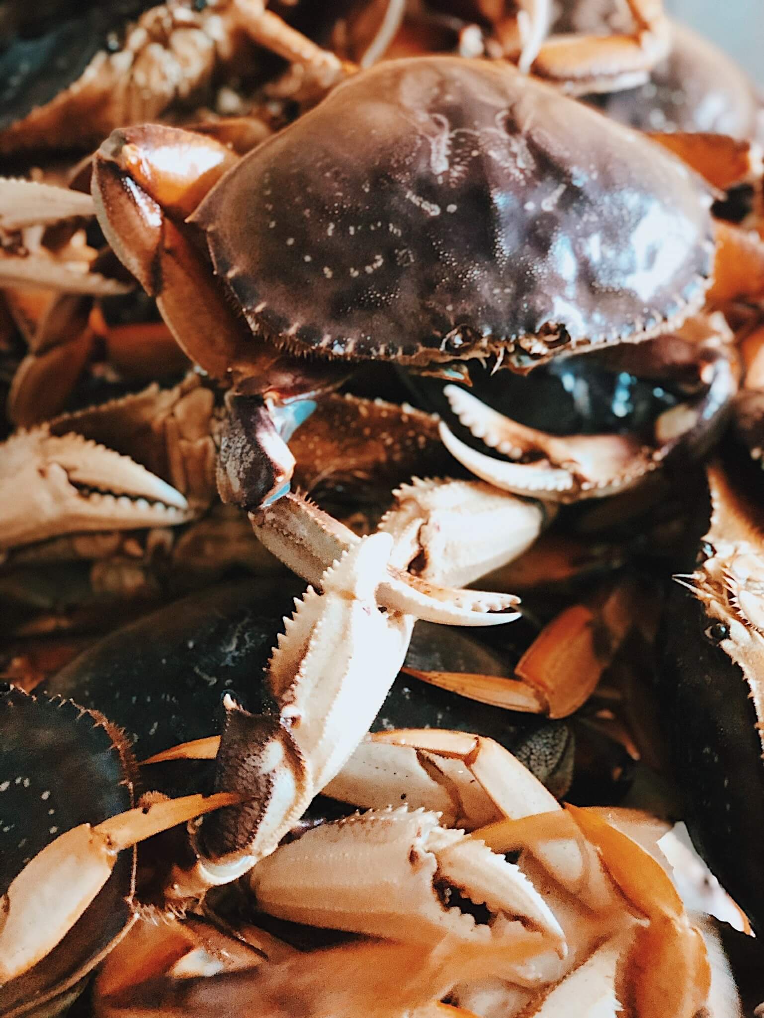 Live Dungeness Crab — photo 2