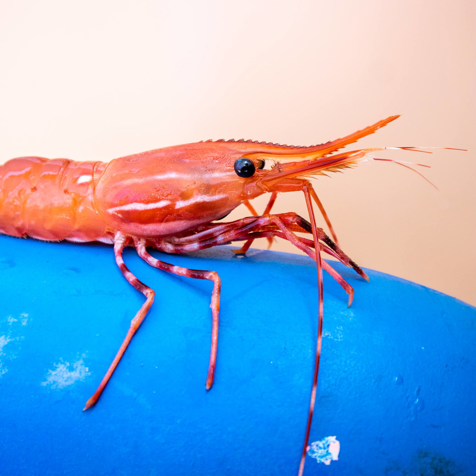 Live Spot Prawns — photo 3