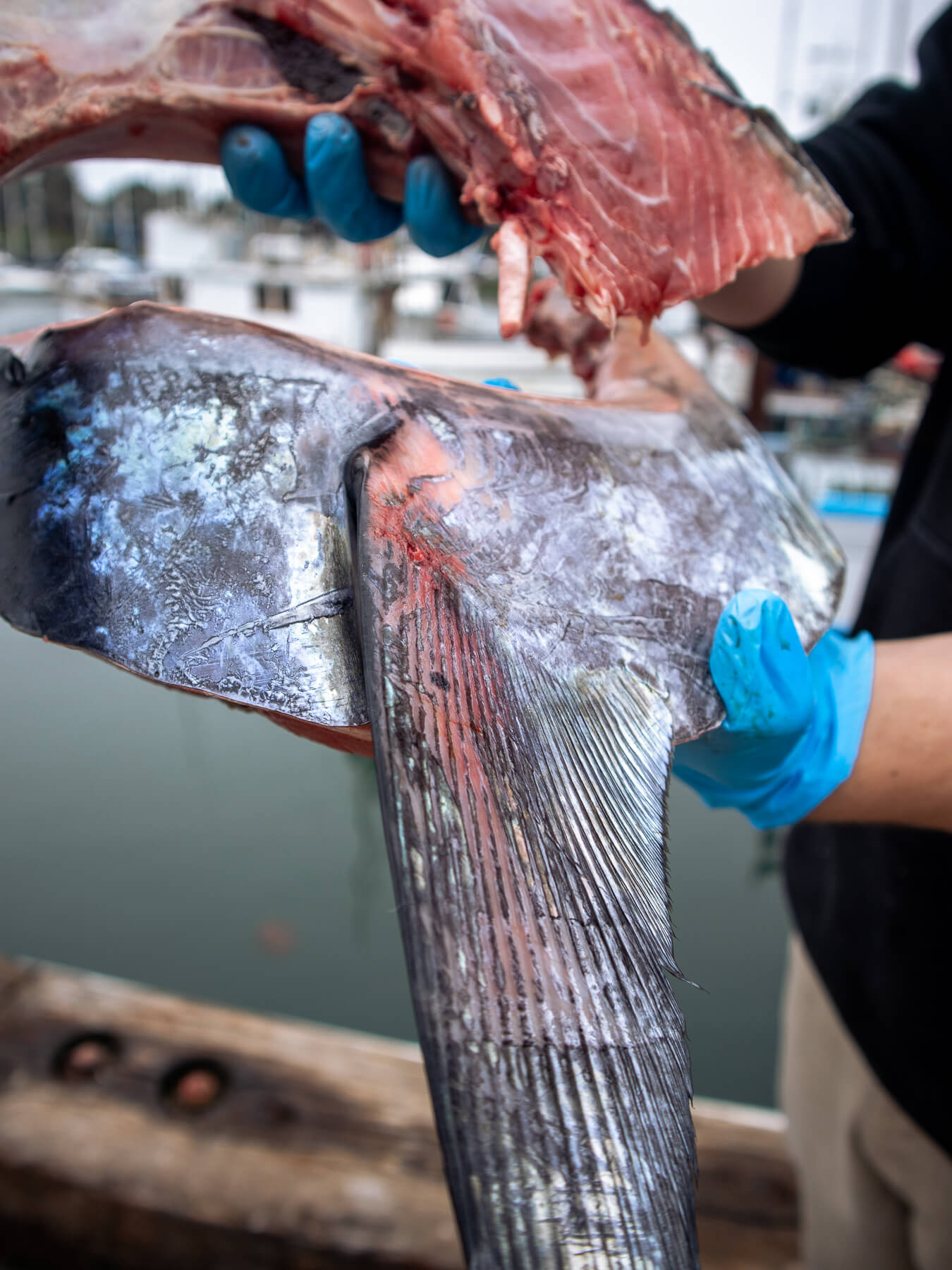 Bluefin Maguro Collars — photo 3