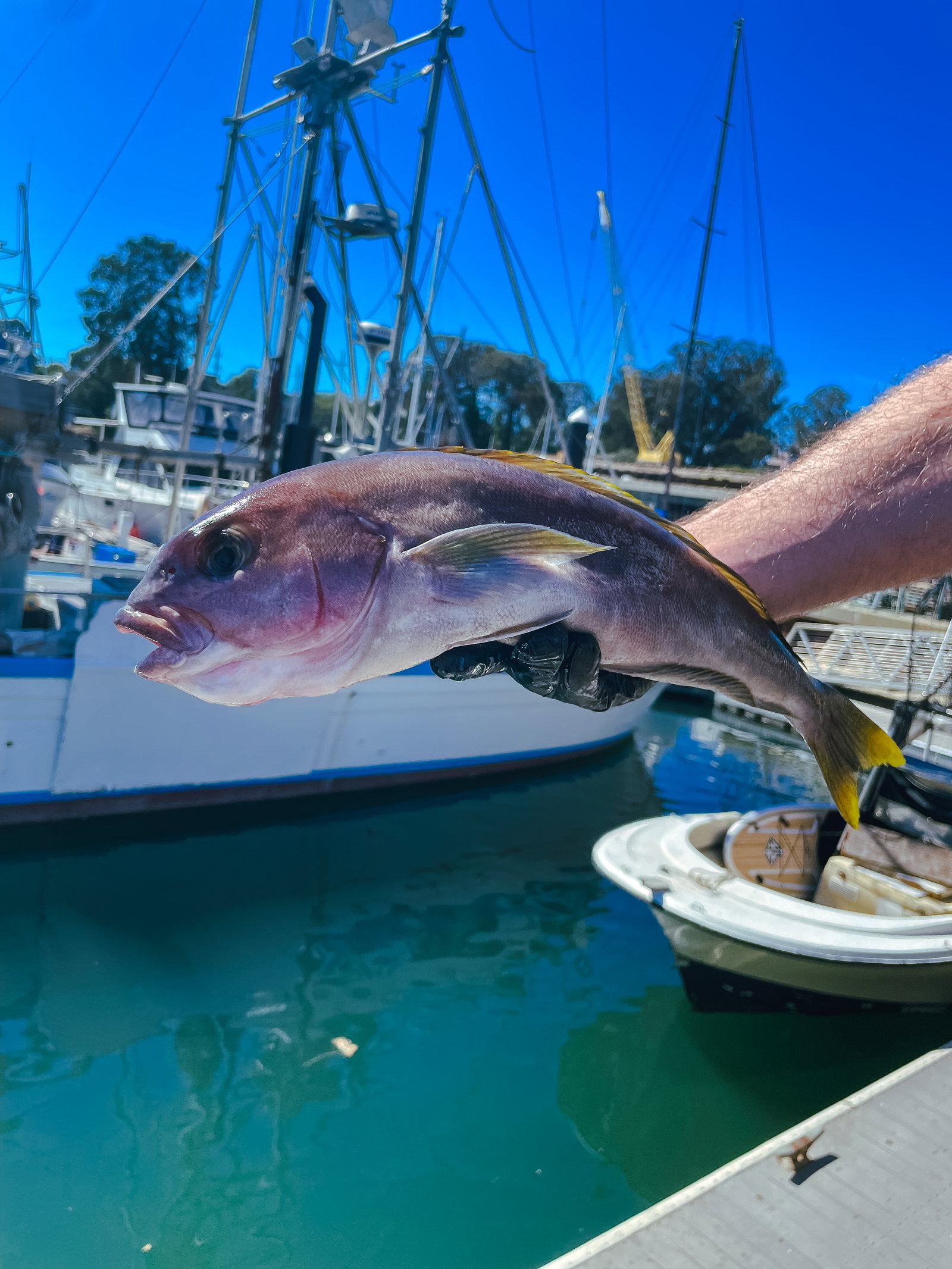 Ocean Whitefish — photo 2