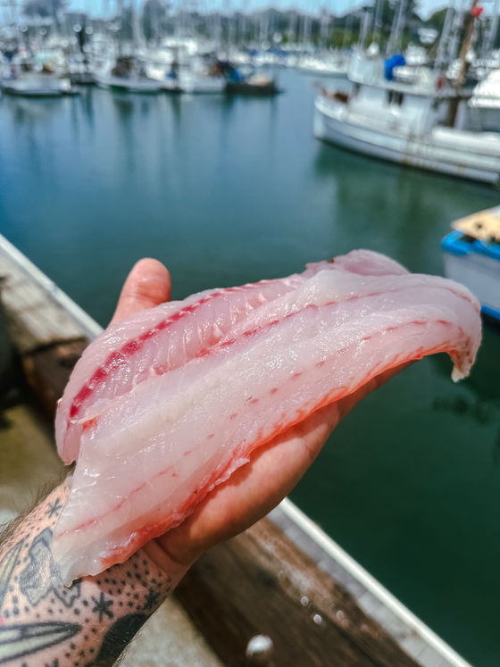 Ocean Whitefish