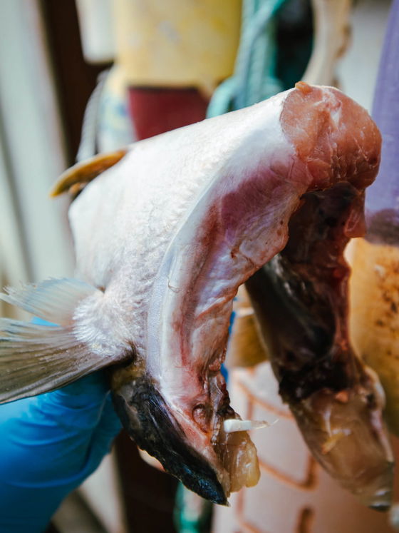 Hamachi Kama