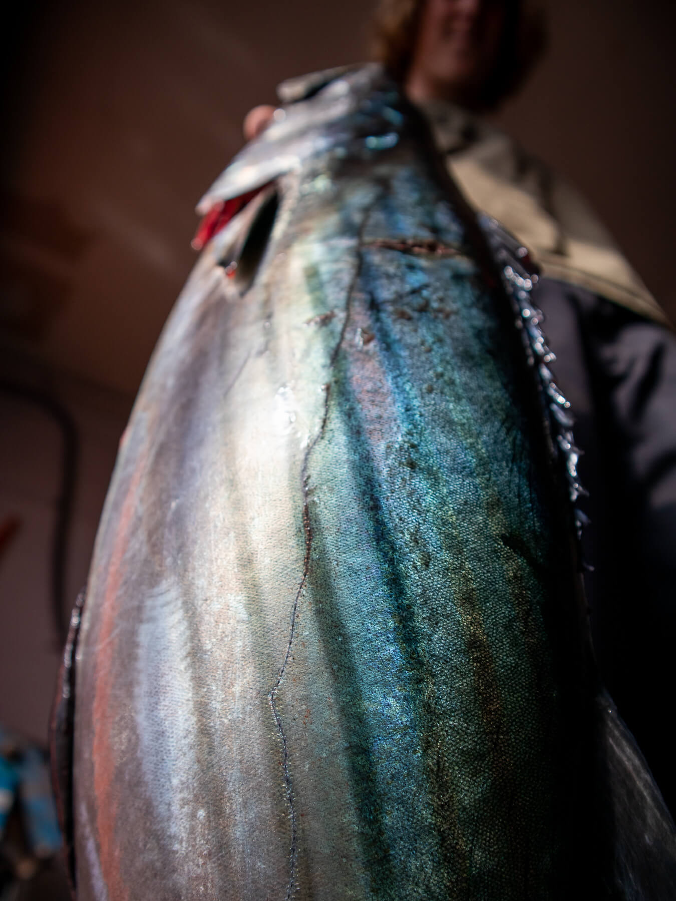 Bonito — photo 2