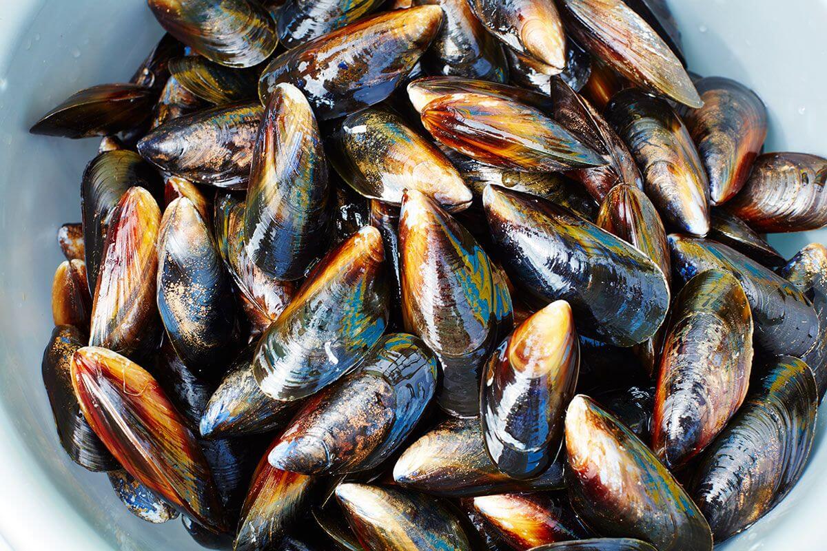Blue Mussels — photo 4