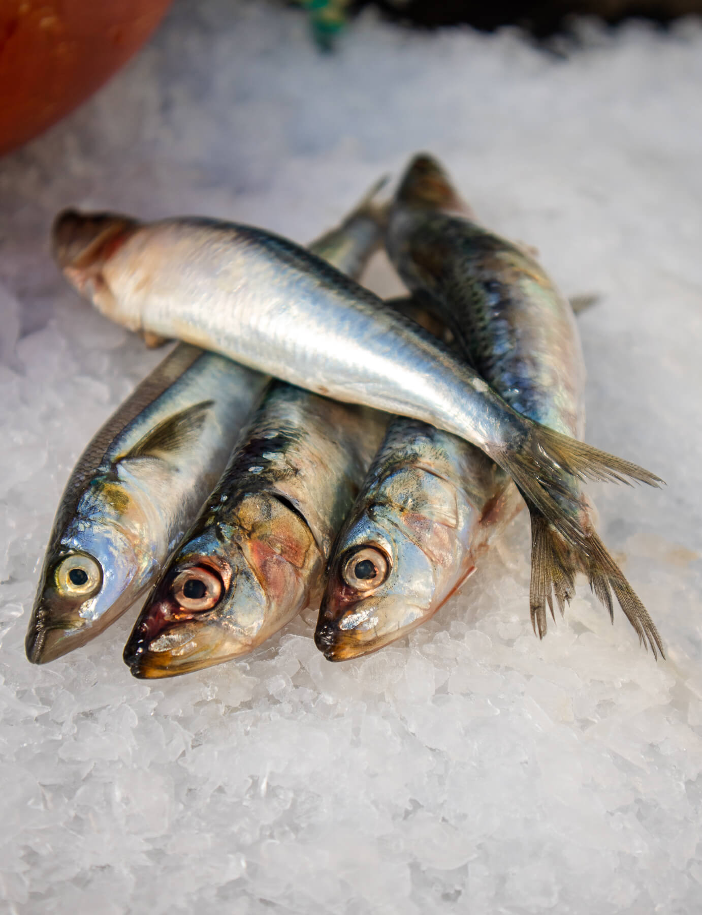 Sardines — photo 4