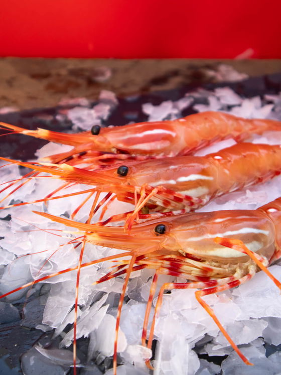 Live Spot Prawns