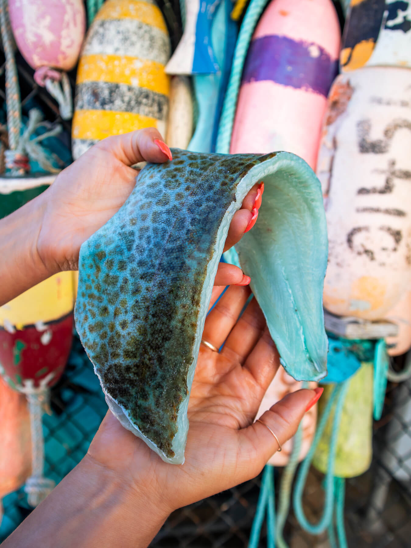 Lingcod — photo 1