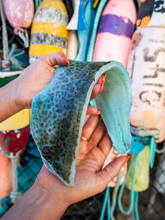 Lingcod