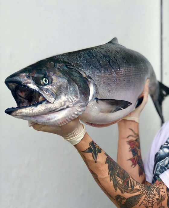 Fresh Whole King Salmon