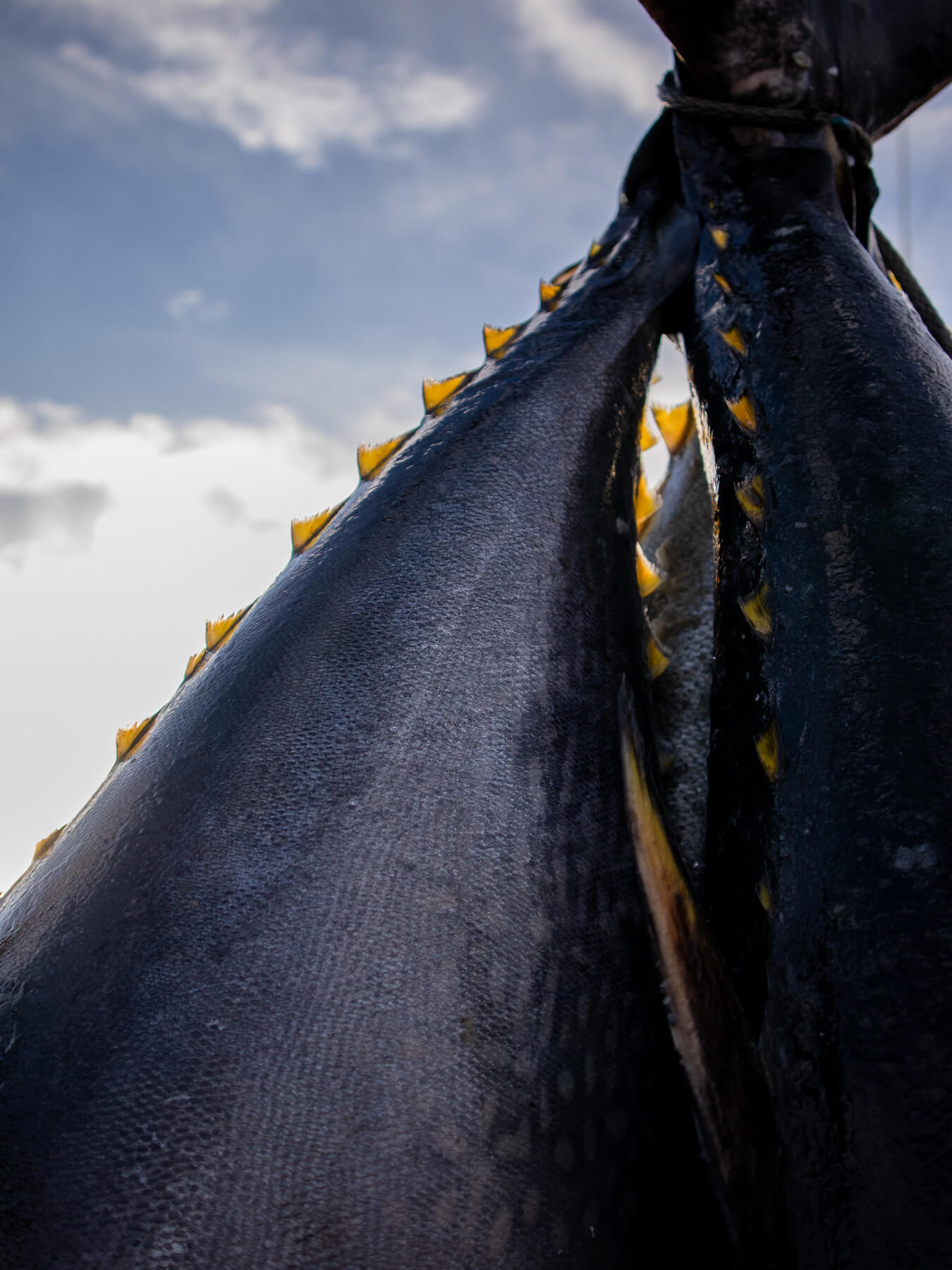 Bluefin Maguro — photo 2