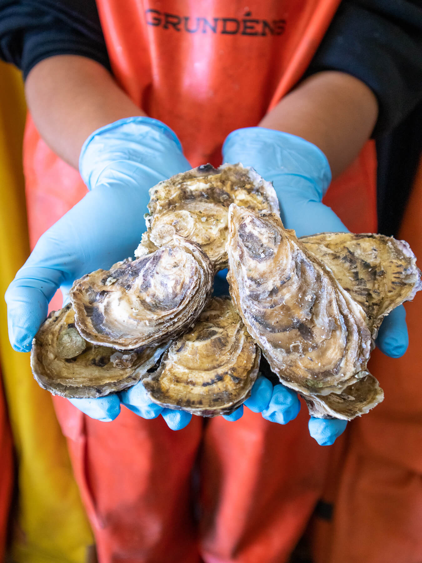 Grilling Oysters — photo 2