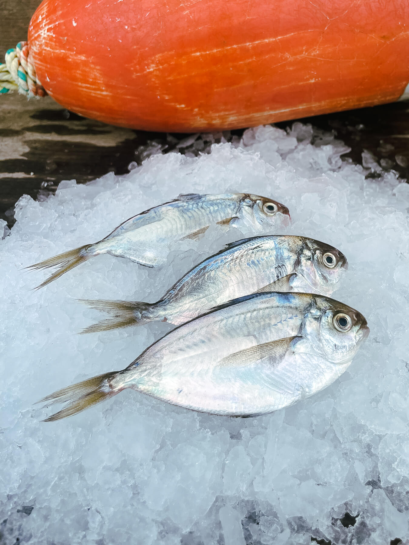 Pompano — photo 2