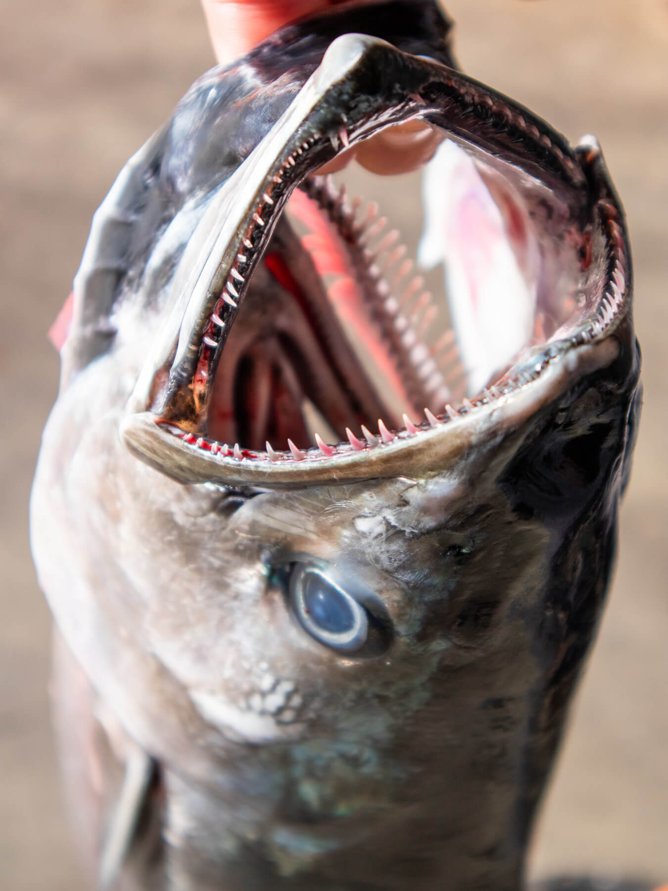Bonito — photo 4