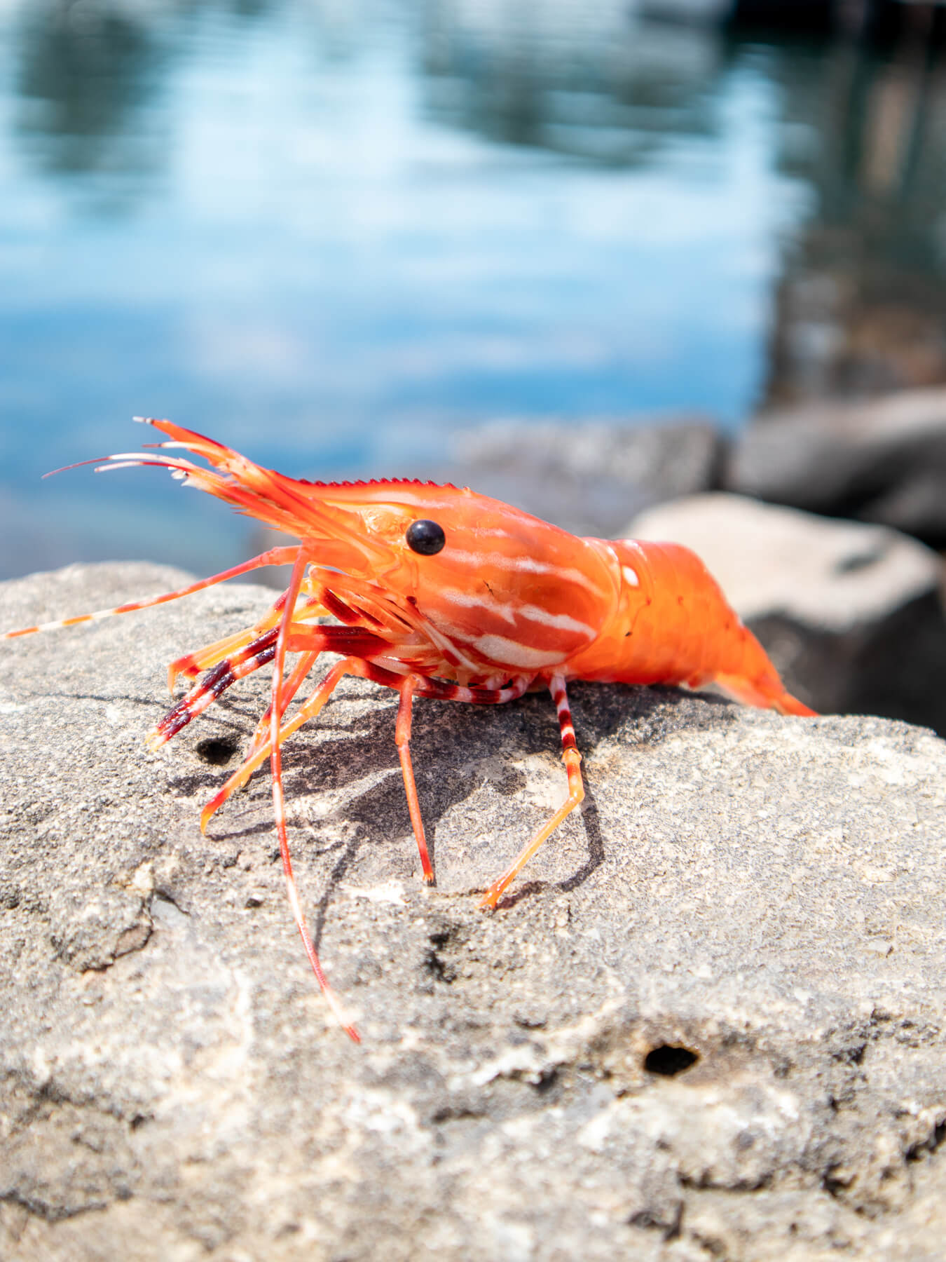 Live Spot Prawns — photo 4