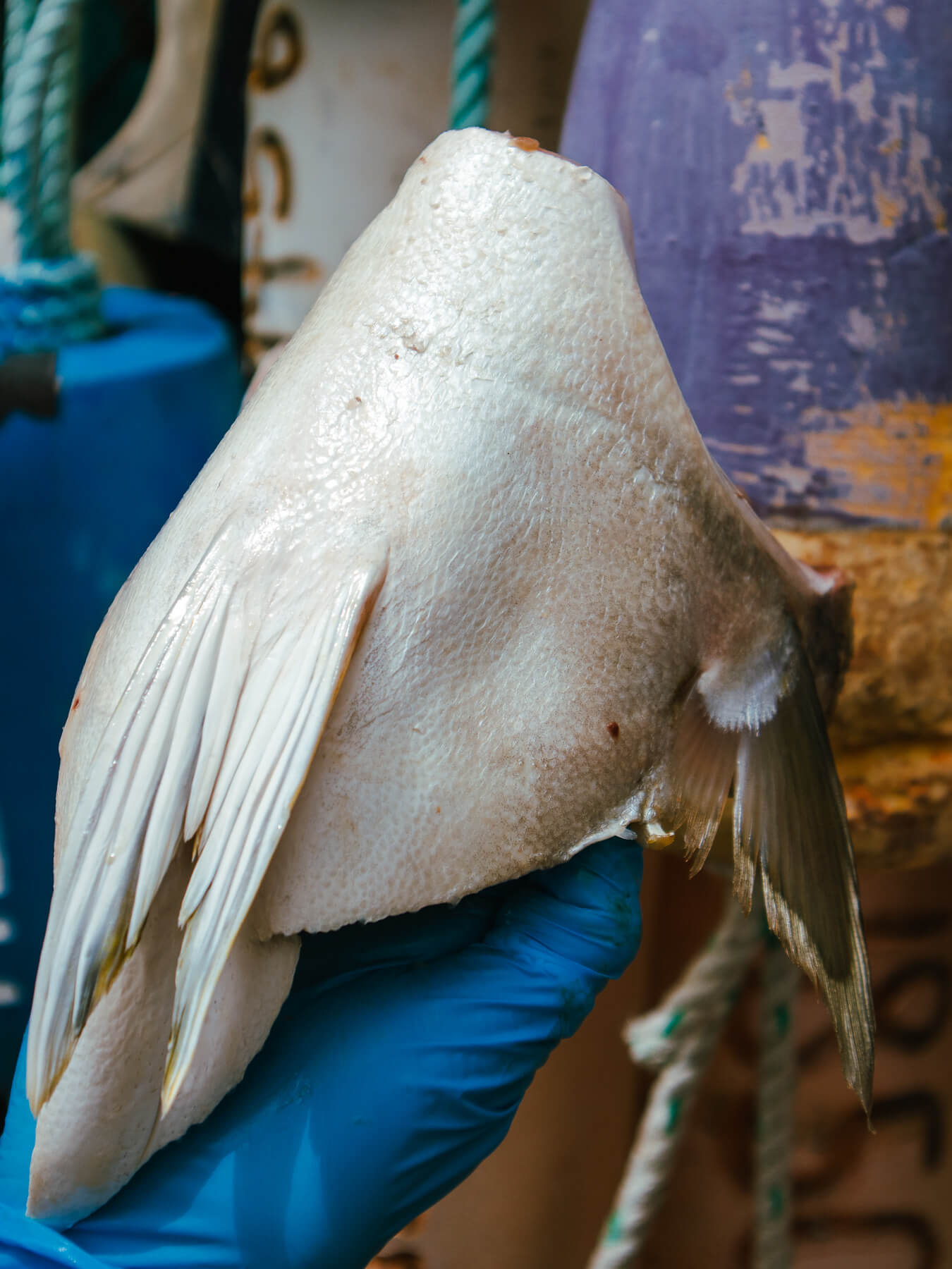 Hamachi Kama  — photo 2