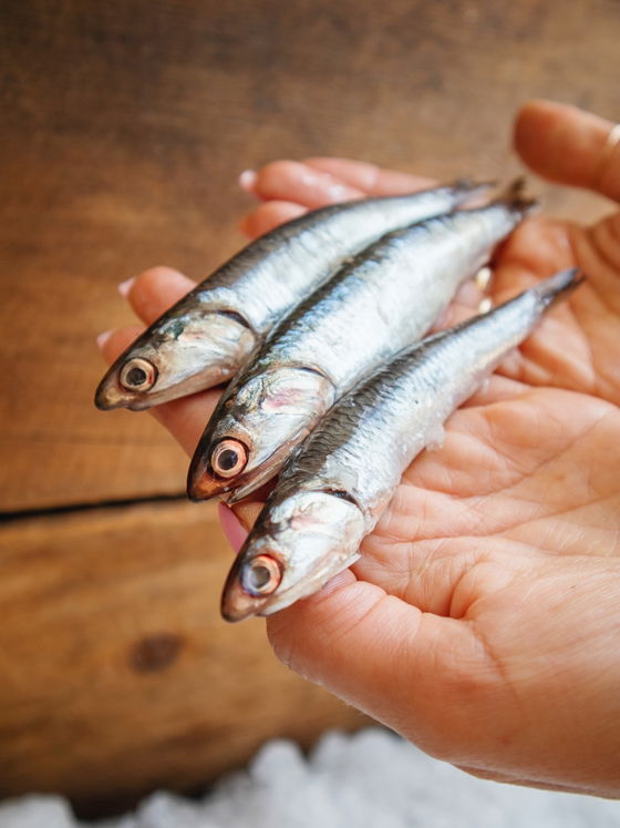 Anchovies
