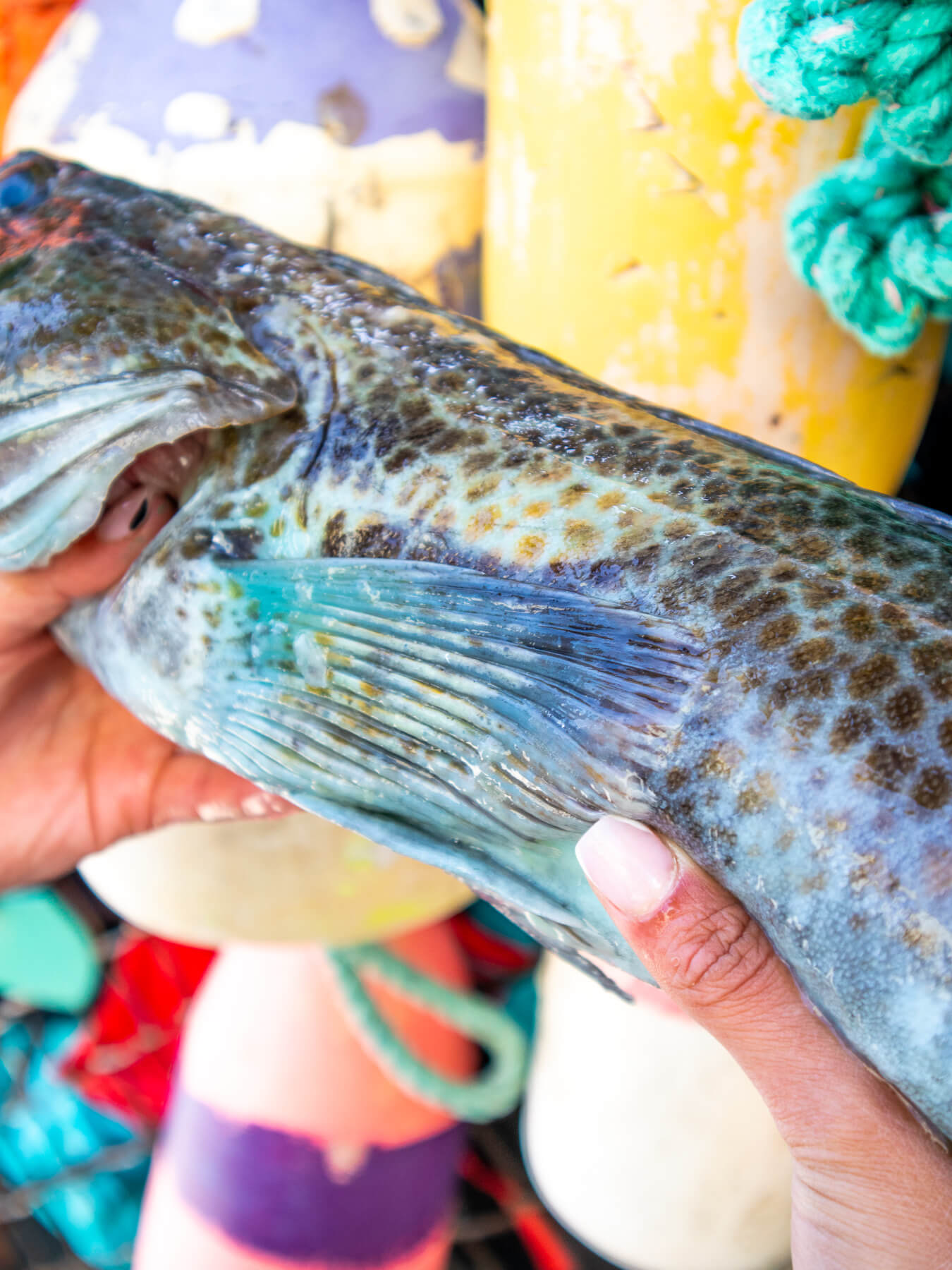 Lingcod — photo 3