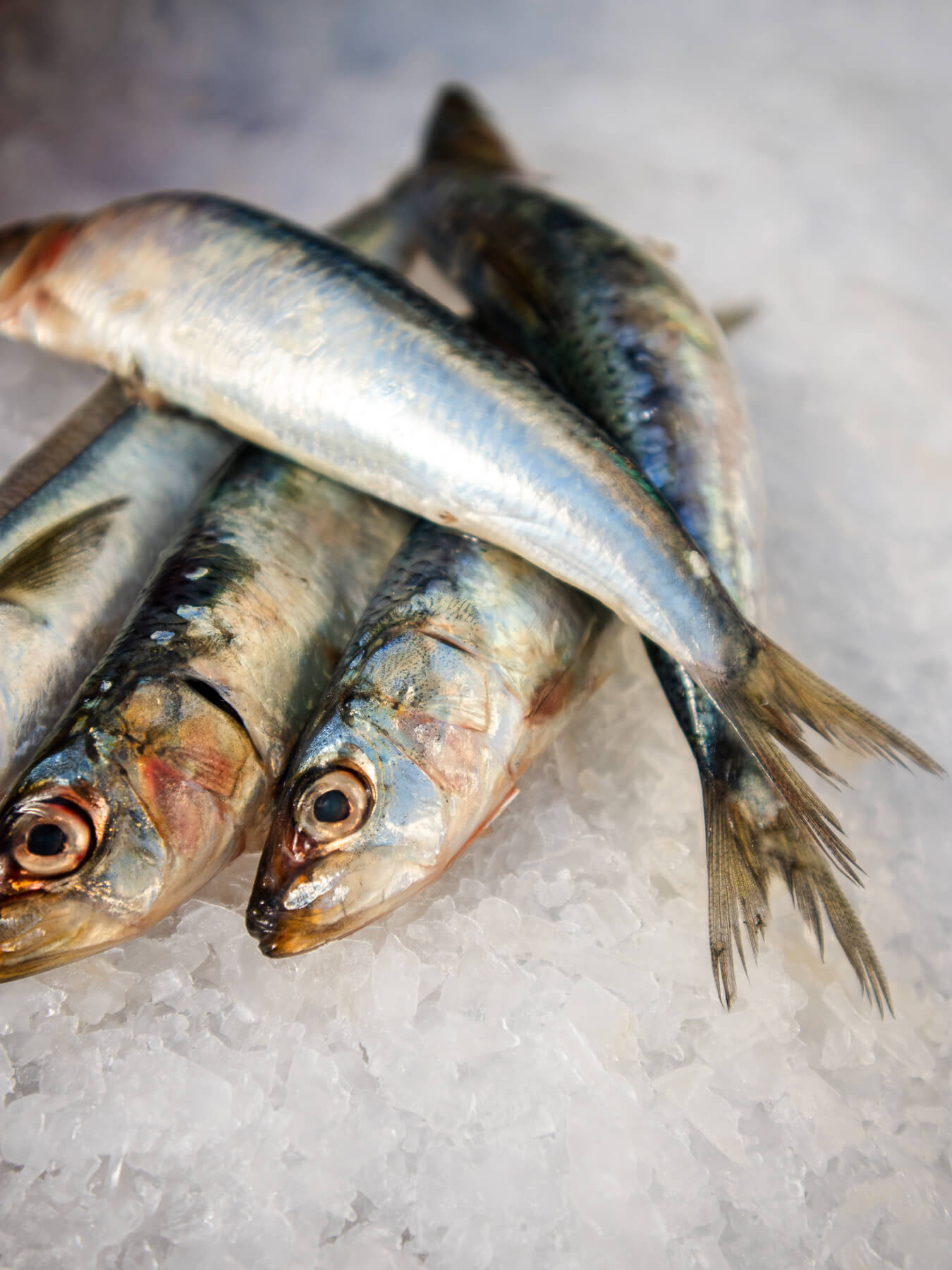 Sardines — photo 2
