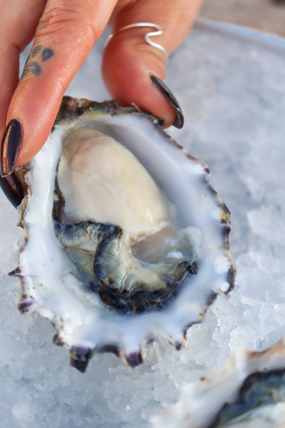 Pacific Oysters