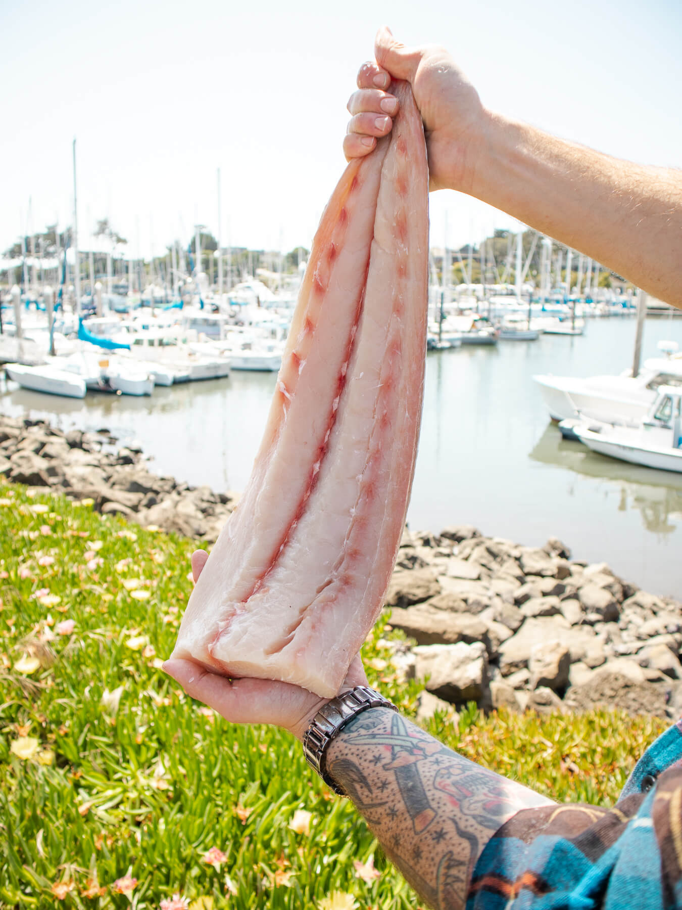 Mahi Mahi — photo 2