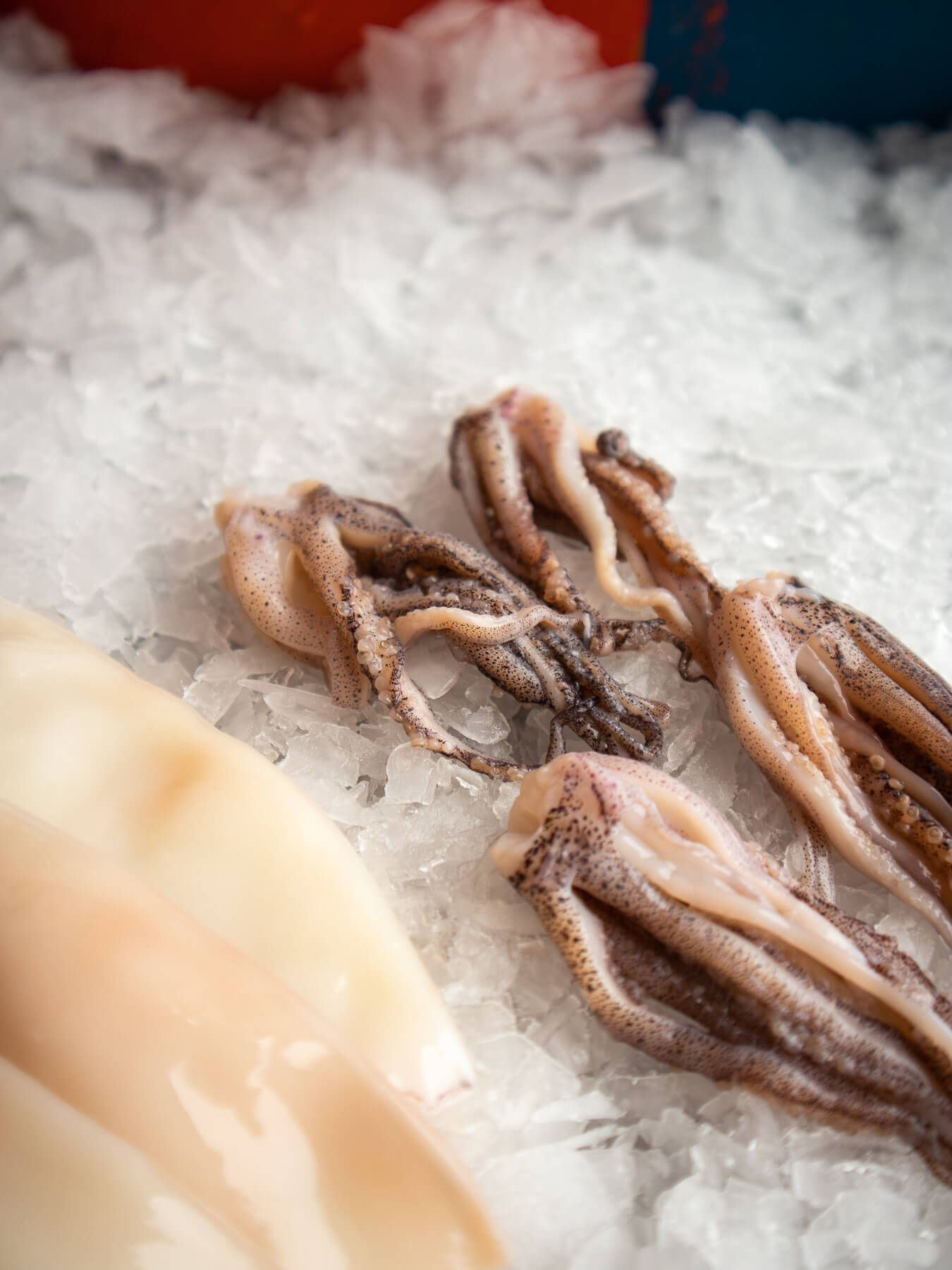 Fresh Cleaned Squid — photo 2
