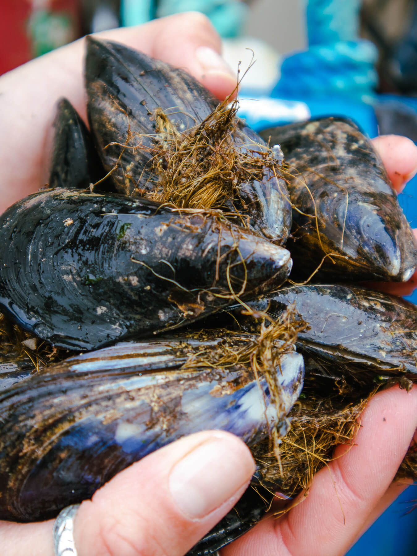 Black Mussels — photo 3