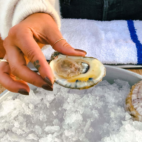 Blue Point Oysters