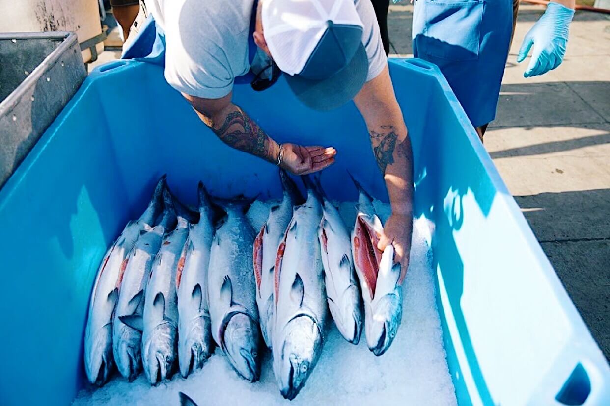 Fresh Whole King Salmon — photo 4