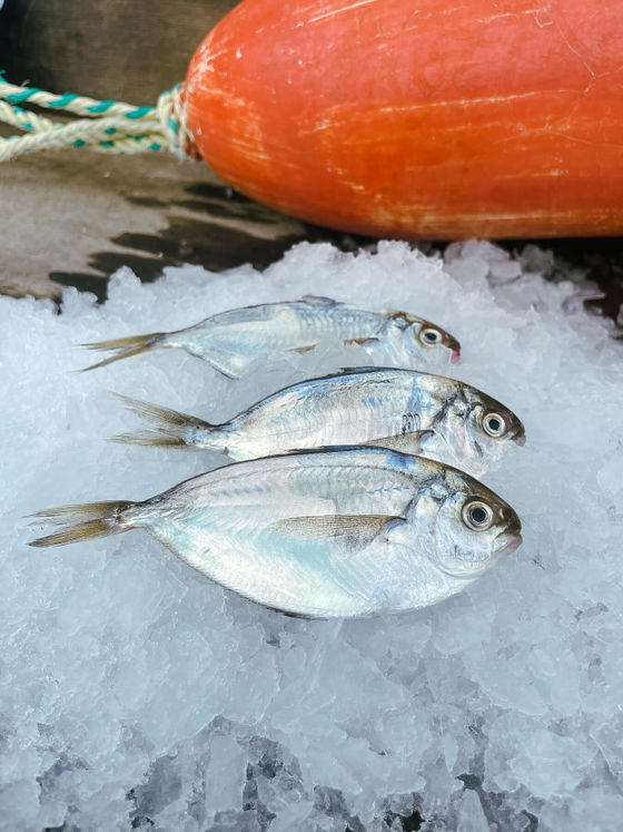 Pompano