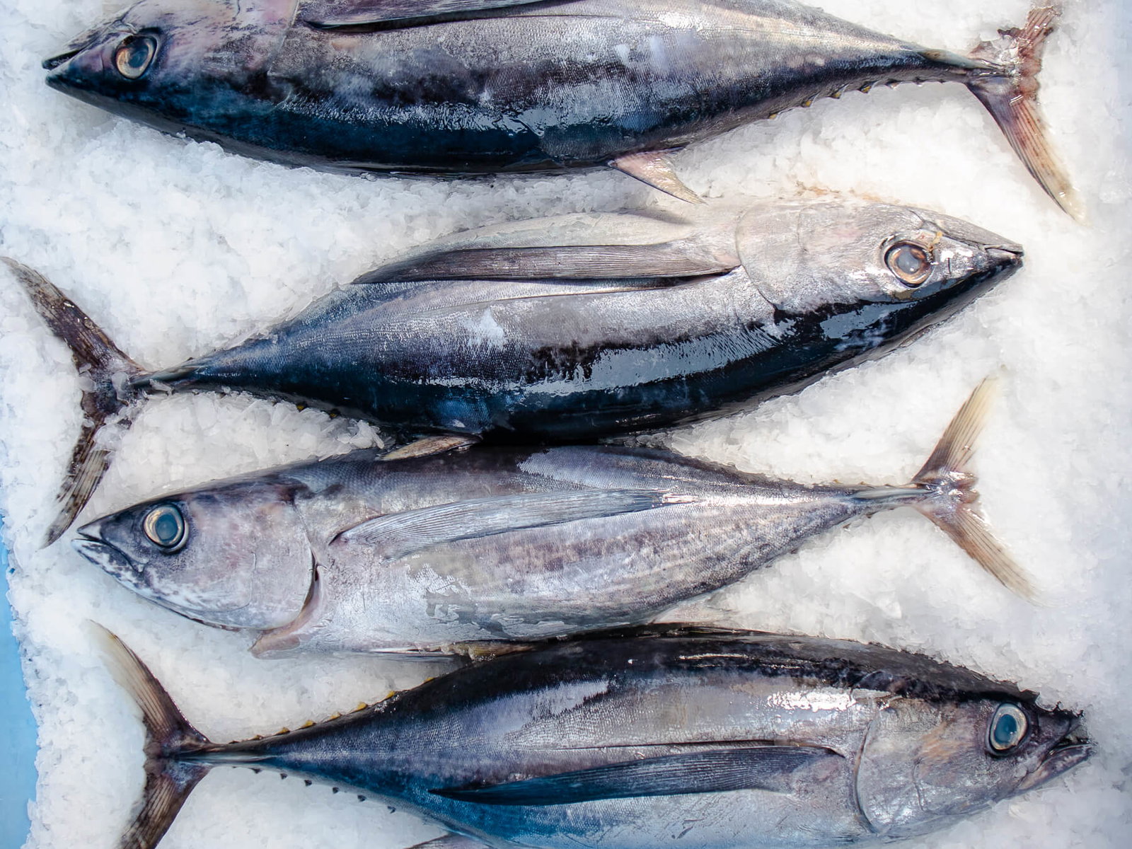 California Albacore — photo 3