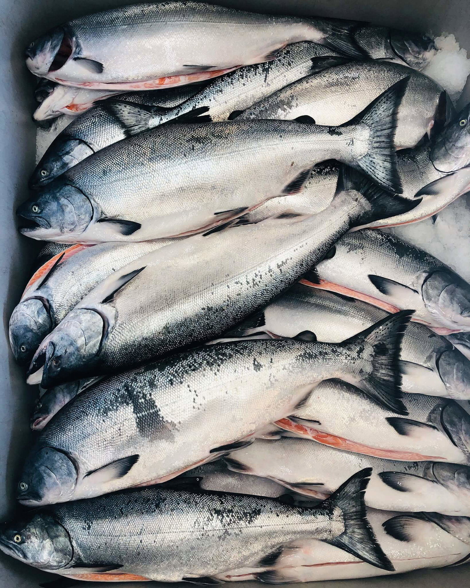 Fresh Whole King Salmon — photo 2