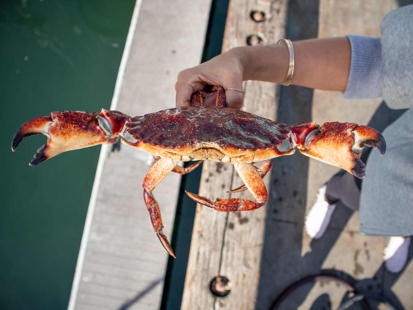 Live Rock Crab — photo 2