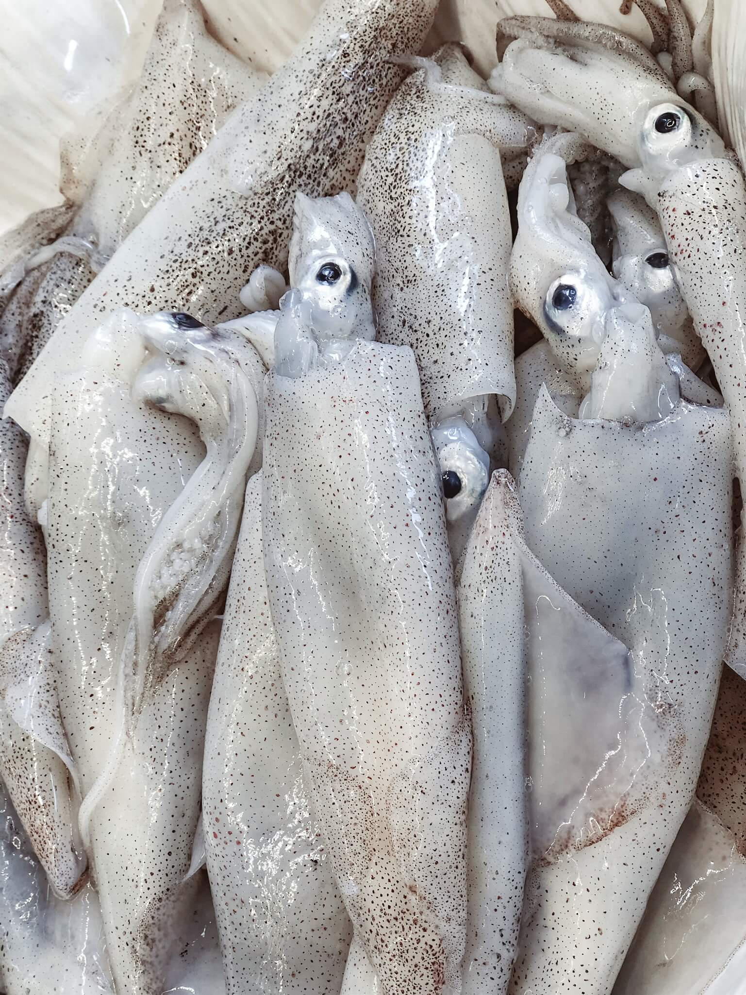 Fresh Squid — photo 1