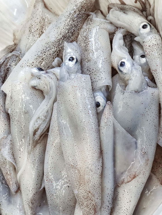 Fresh Squid