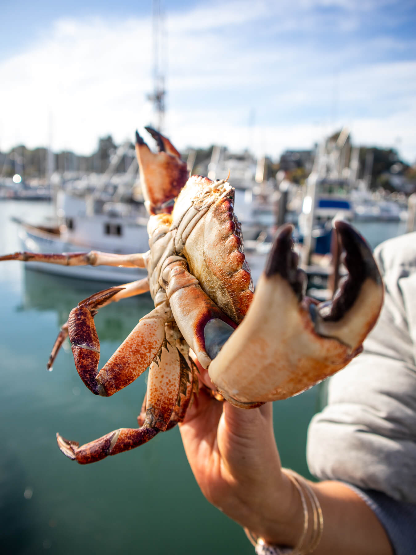Live Rock Crab — photo 4