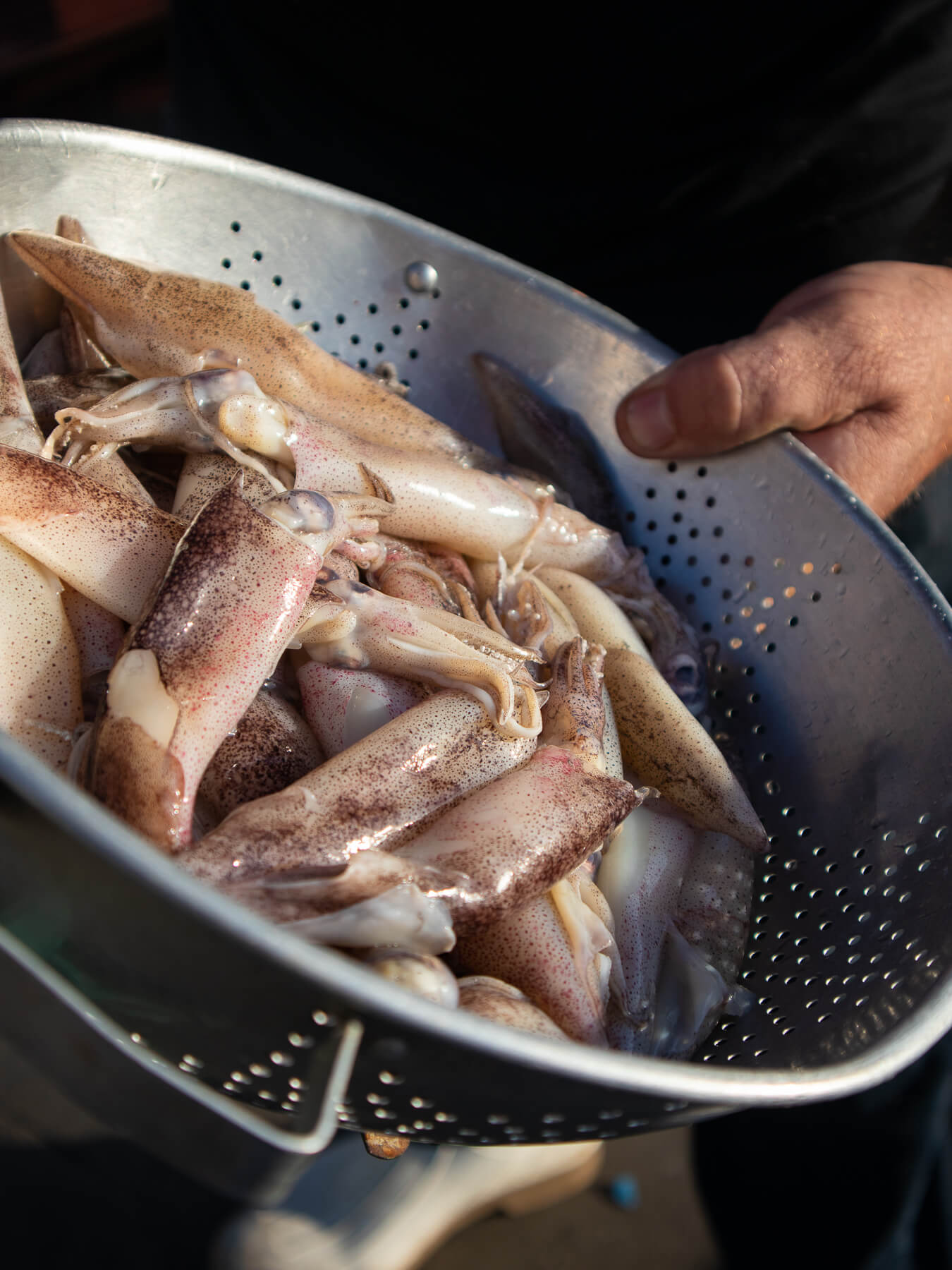 Fresh Squid in gray colander